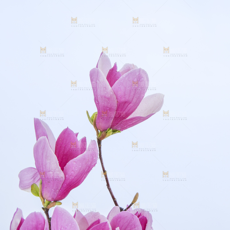 户外的玉兰花