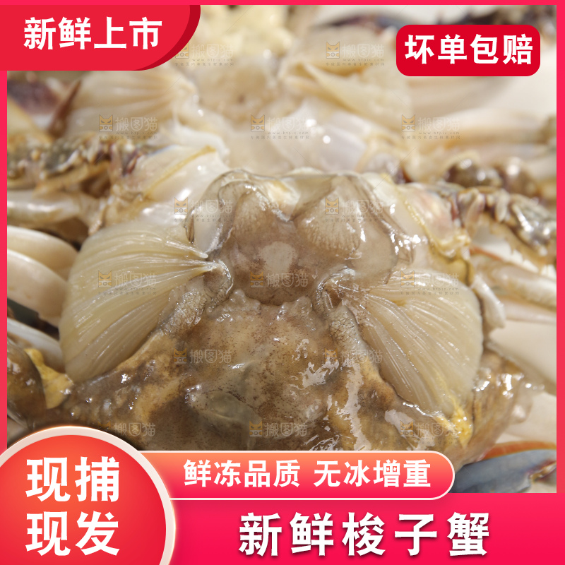 鲜活梭子蟹