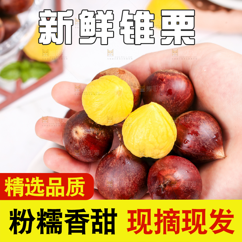 手里拿着锥栗