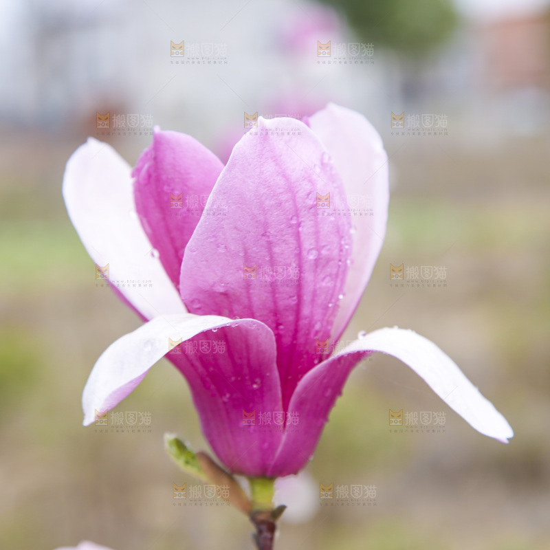 户外的玉兰花