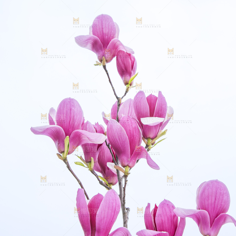 户外的玉兰花
