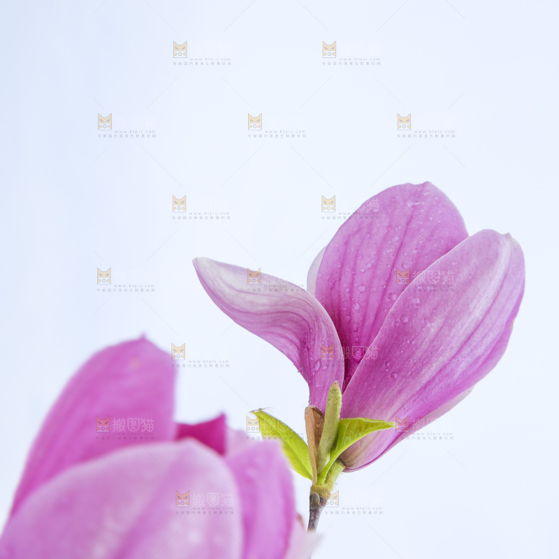 户外的玉兰花