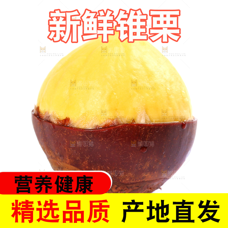 白底上的锥栗