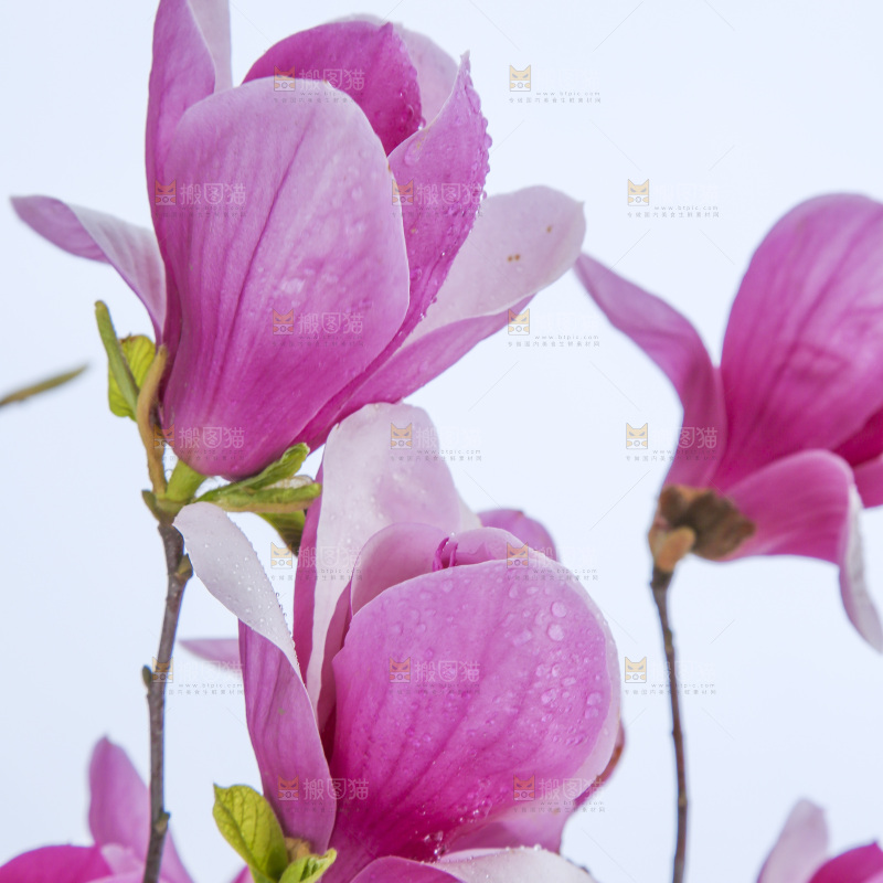 户外的玉兰花
