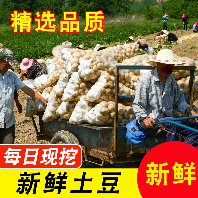农民正在运输土豆