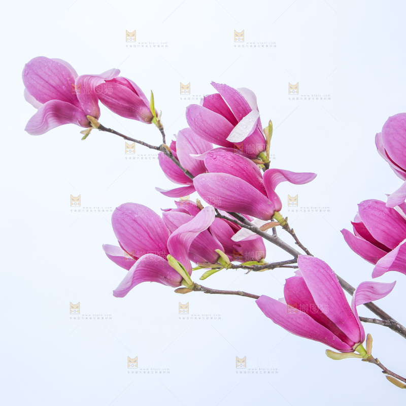 户外的玉兰花