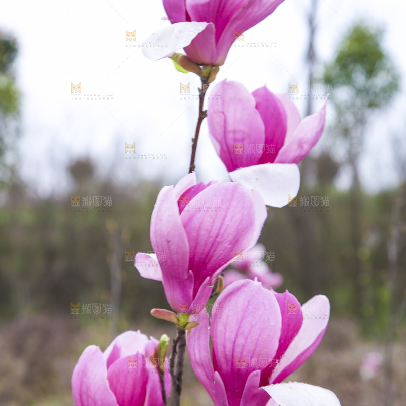 户外的玉兰花