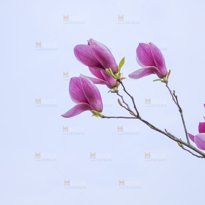 户外的玉兰花