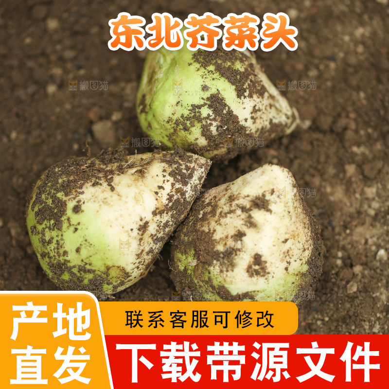 地里的芥菜头