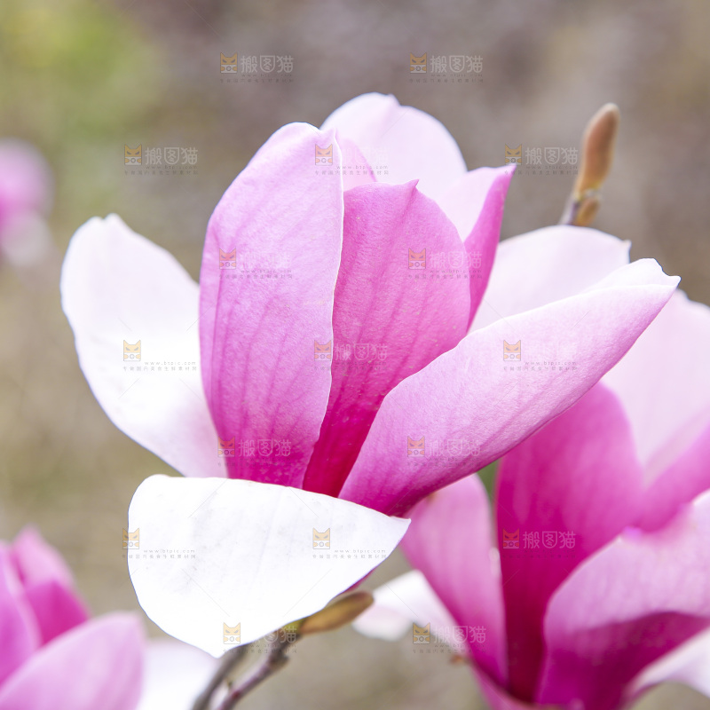 户外的玉兰花