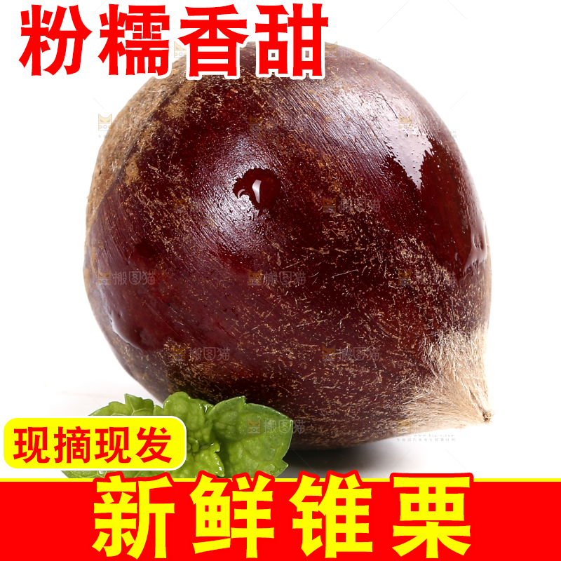 白底上的锥栗