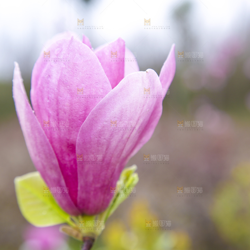 户外的玉兰花