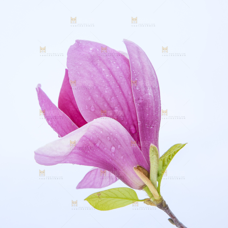 户外的玉兰花