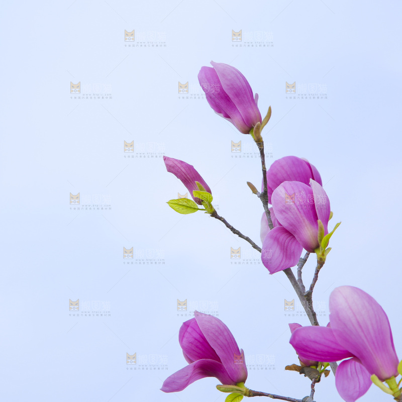户外的玉兰花