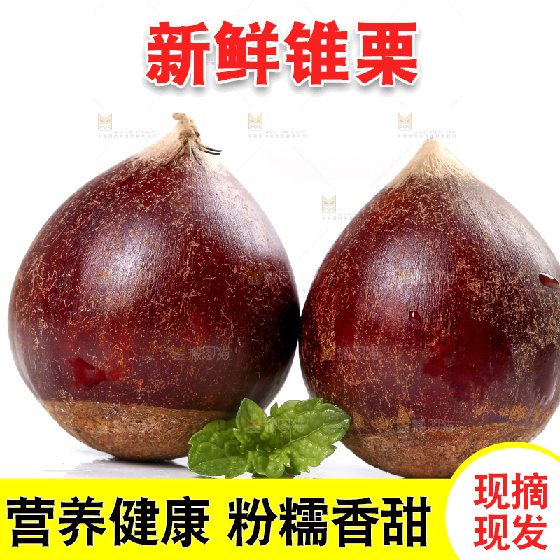 白底上的锥栗