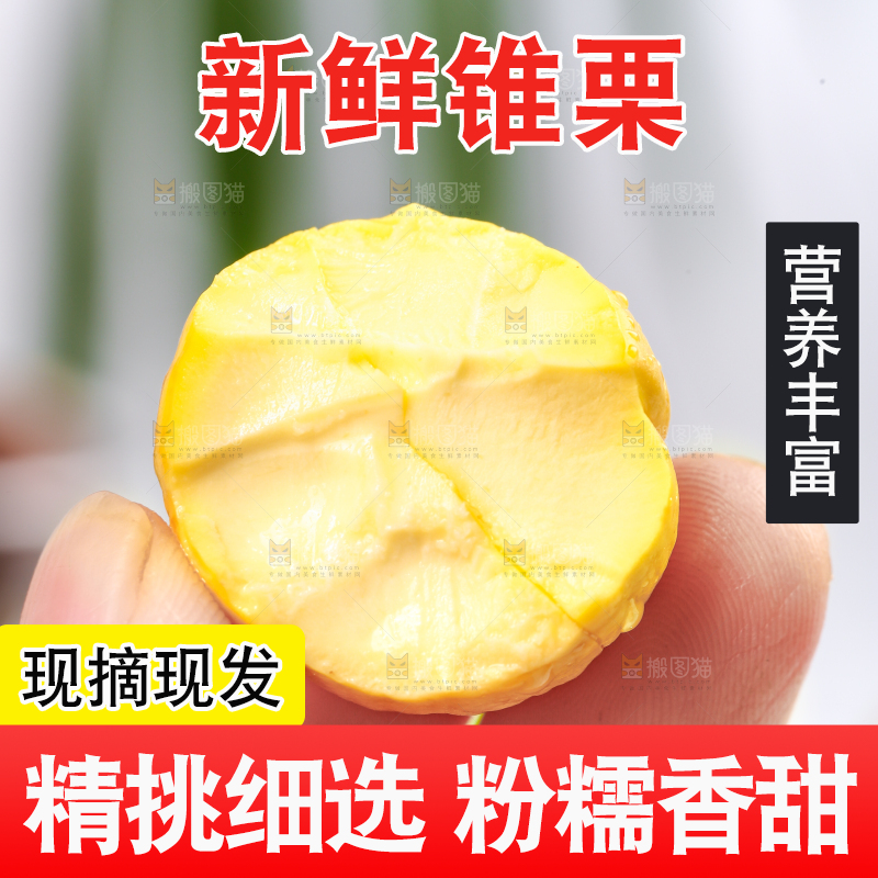 手里拿着锥栗仁