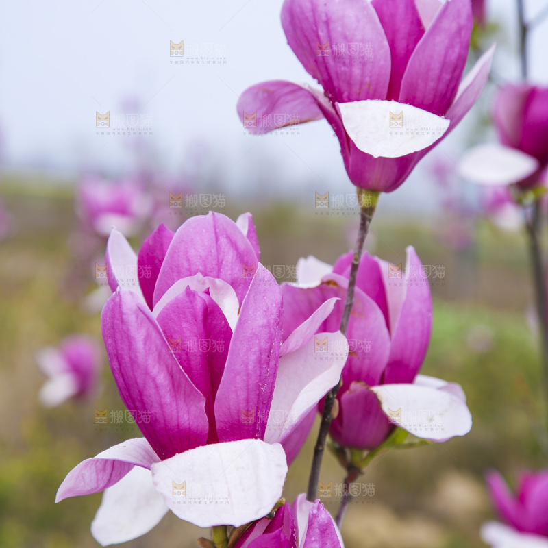户外的玉兰花