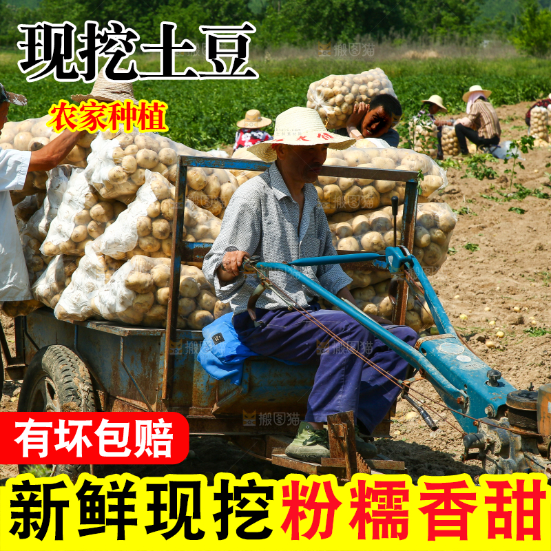 农民正在运输土豆
