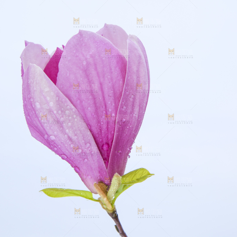 户外的玉兰花