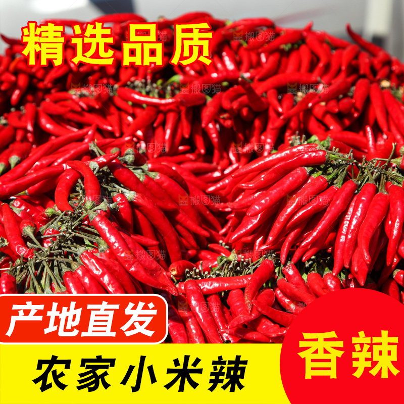 堆放着的大片小米辣