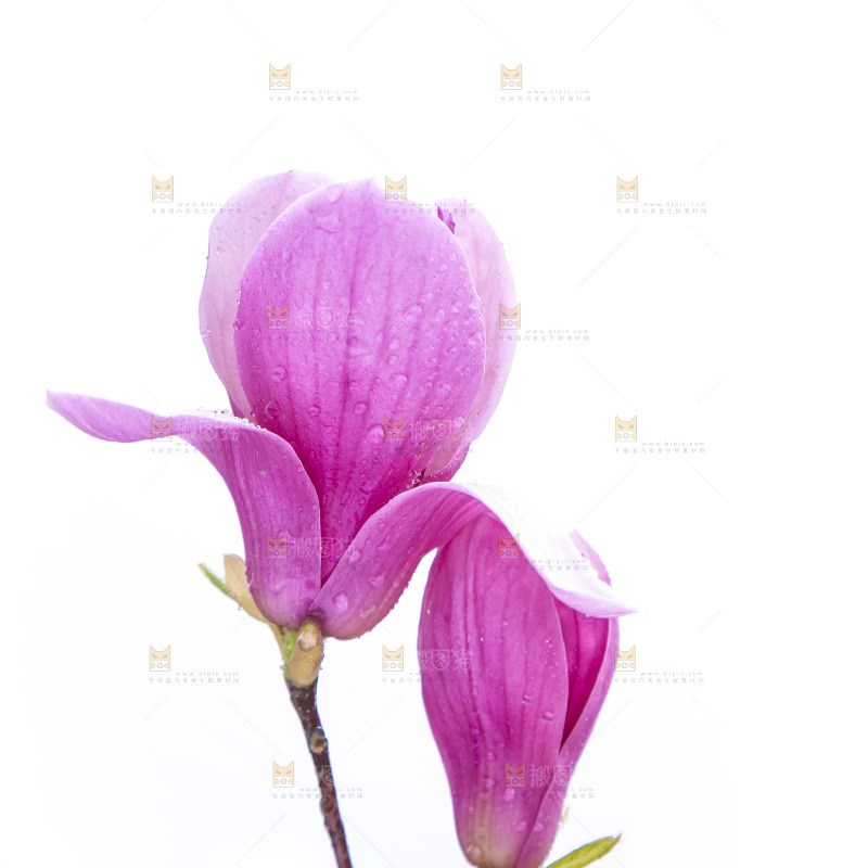 户外的玉兰花