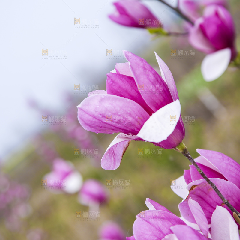 户外的玉兰花