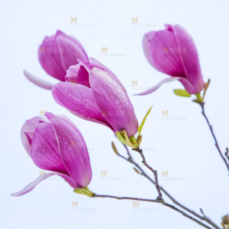 户外的玉兰花