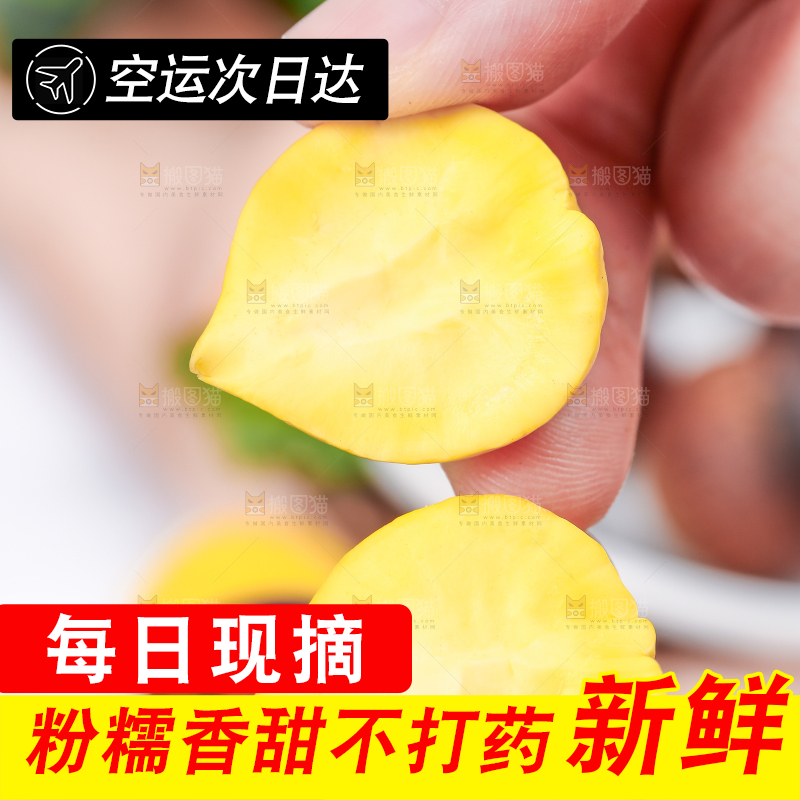 手里拿着锥栗仁