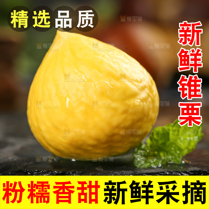 黑底上的锥栗仁