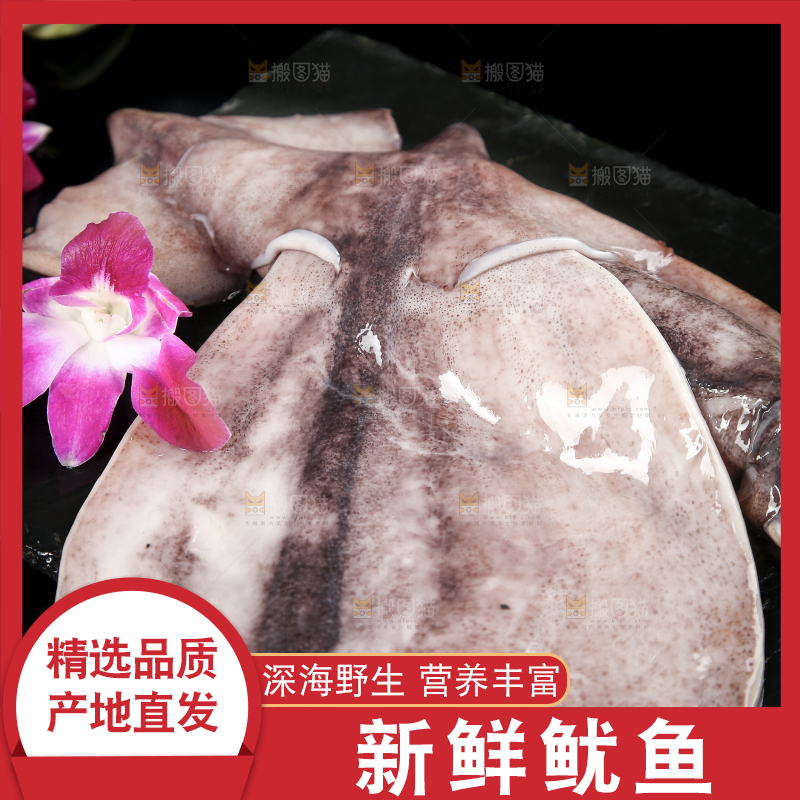 黑底上的鱿鱼