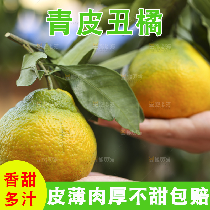 深底上的青皮丑橘