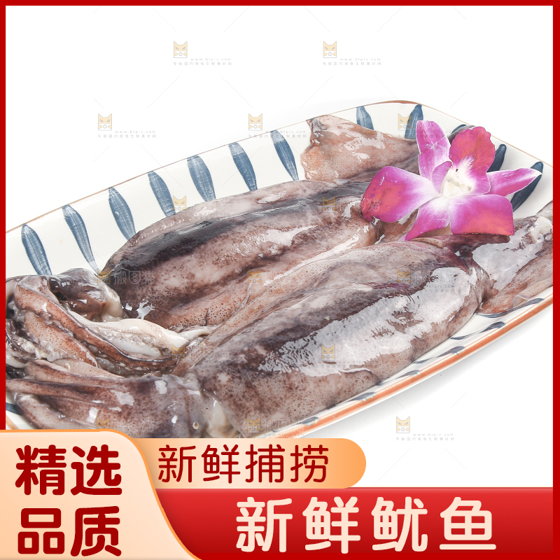 白底上的鱿鱼