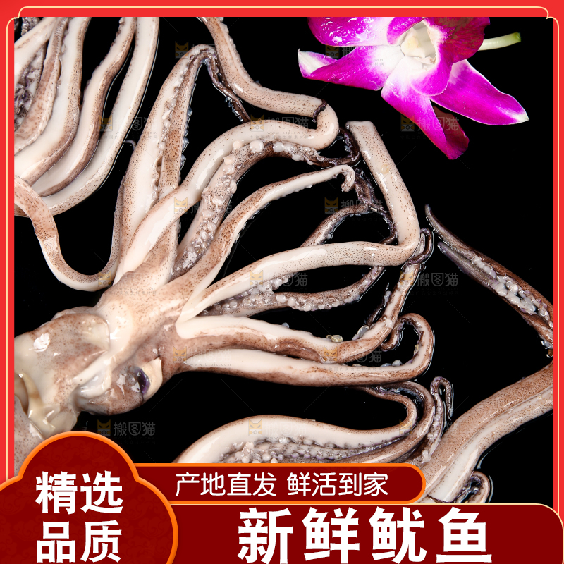 黑底上的鱿鱼