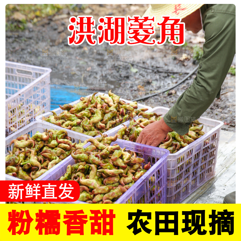 新鲜洪湖菱角采摘