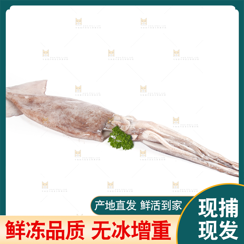 白底上的鱿鱼