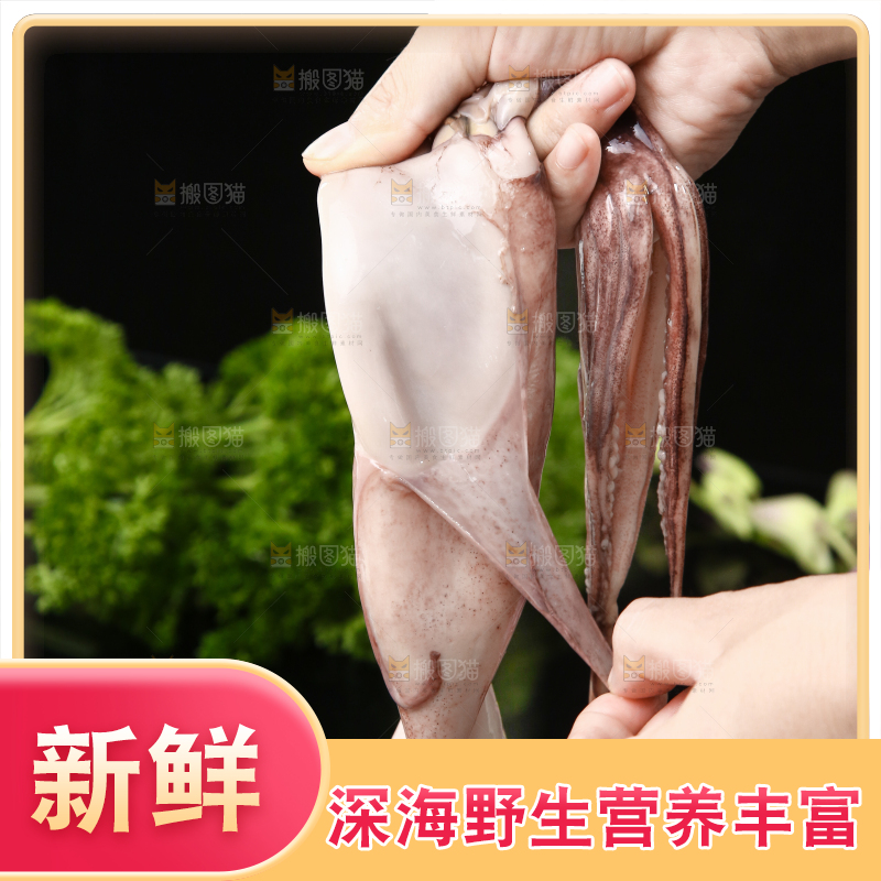 黑底上的鱿鱼