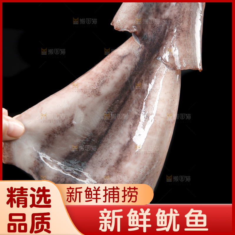 黑底上的鱿鱼