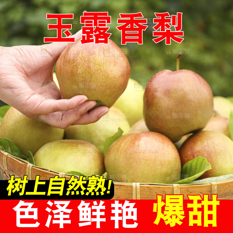 手里拿着玉露香梨