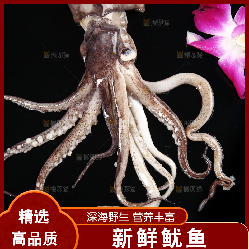 黑底上的鱿鱼