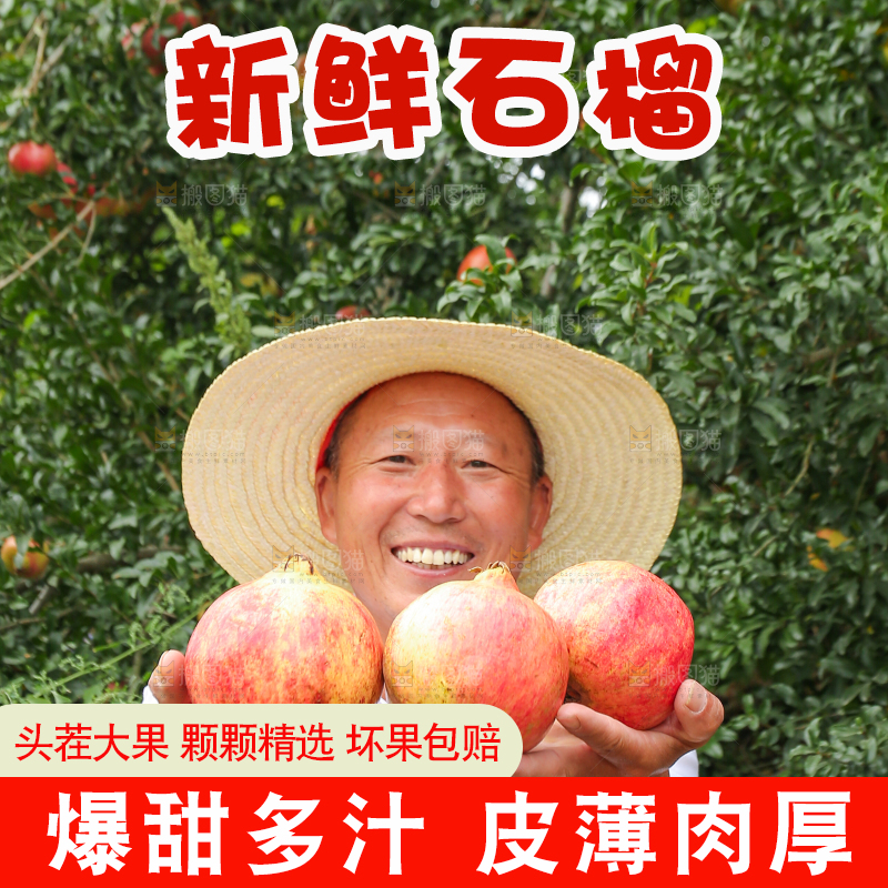 石榴产地