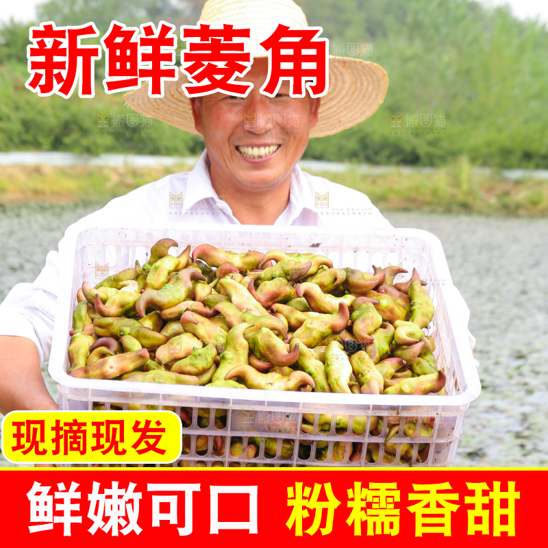 新鲜洪湖菱角采摘