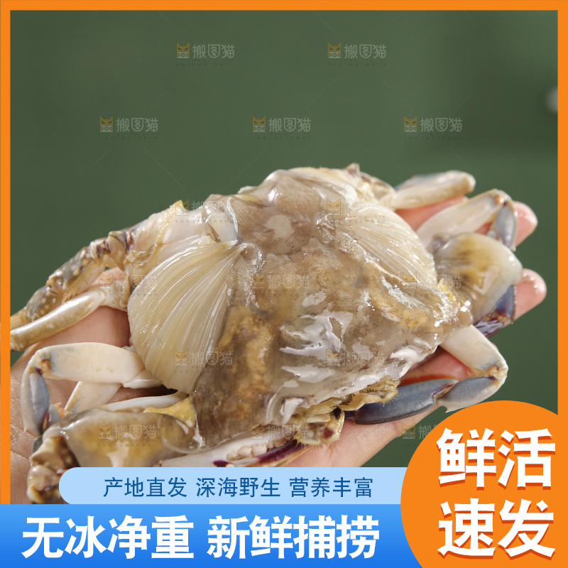 鲜活梭子蟹