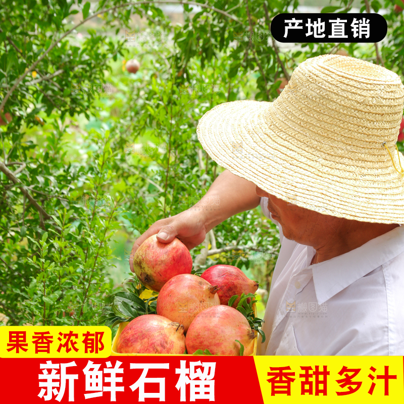 石榴产地