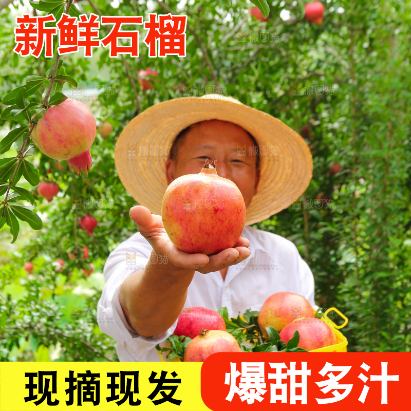 石榴产地