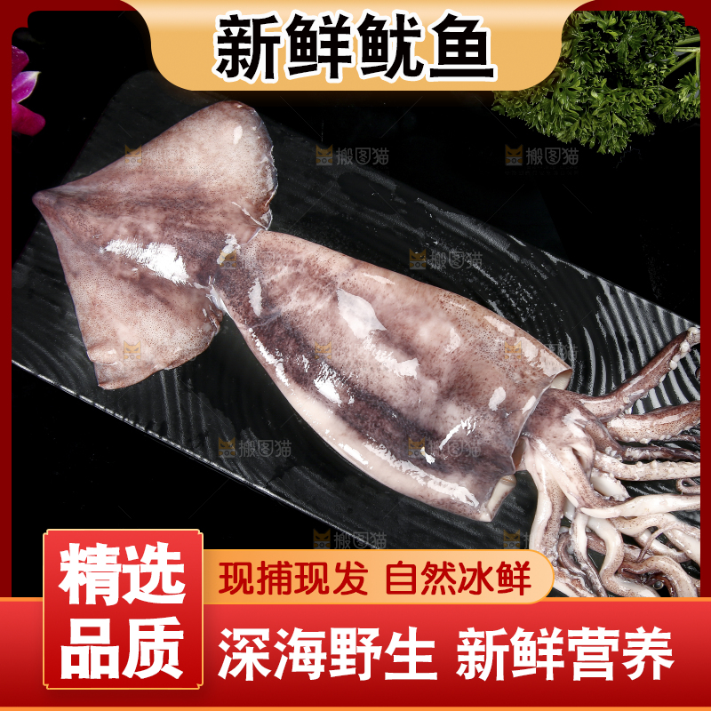 黑底上的鱿鱼