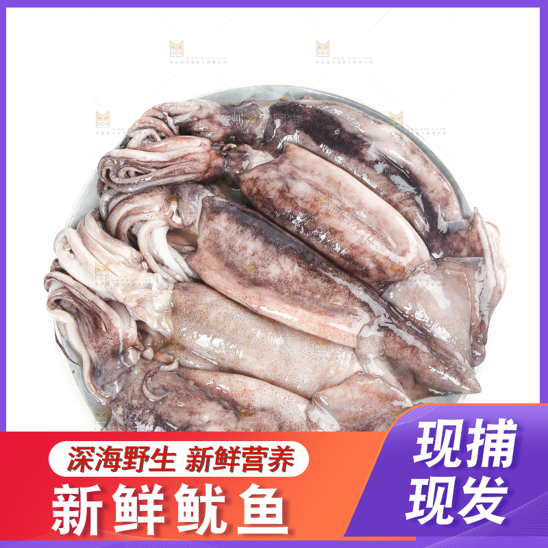 白底上的鱿鱼