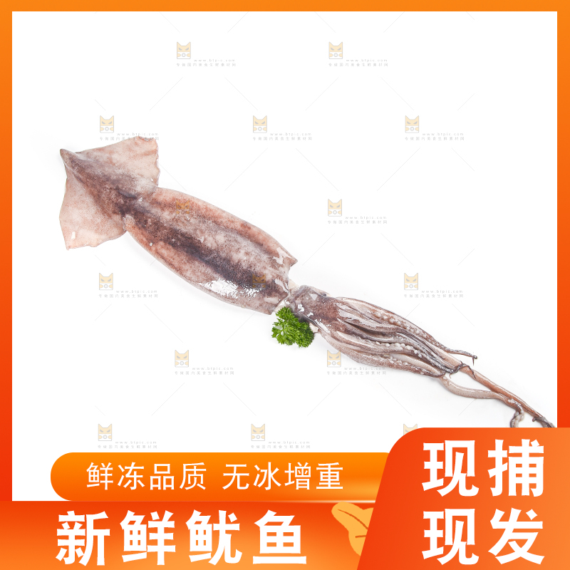白底上的鱿鱼