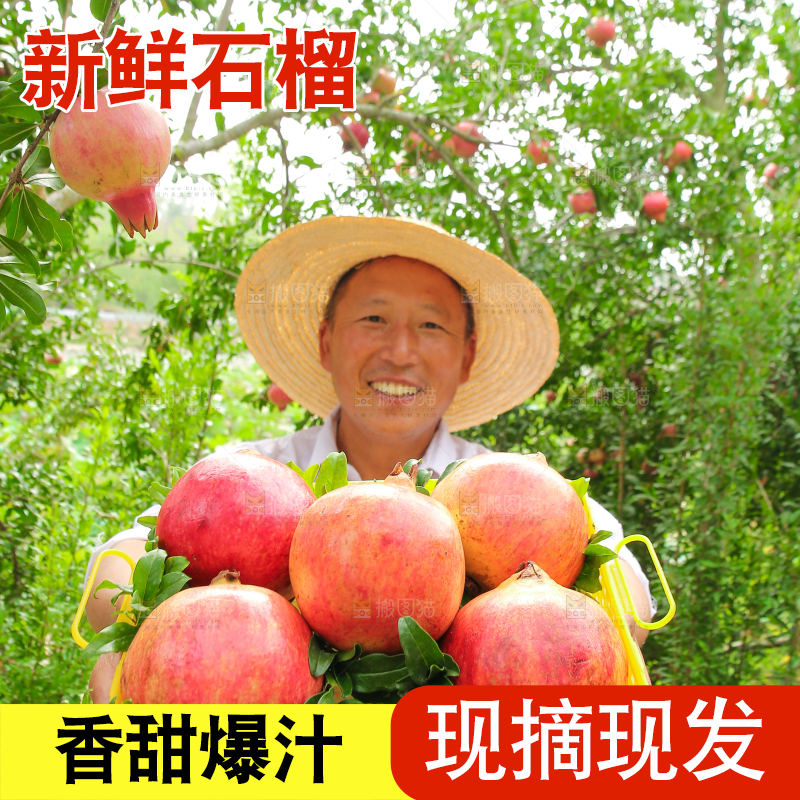 石榴产地