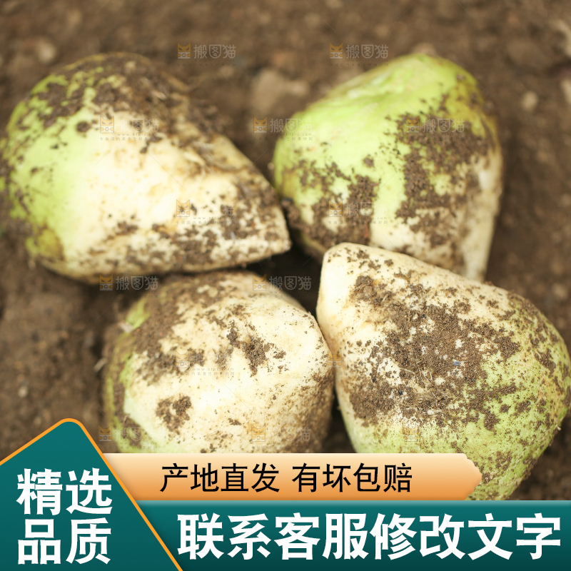 地里的芥菜头