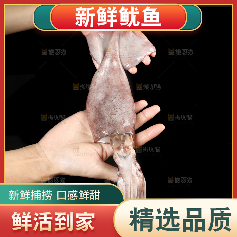 黑底上的鱿鱼